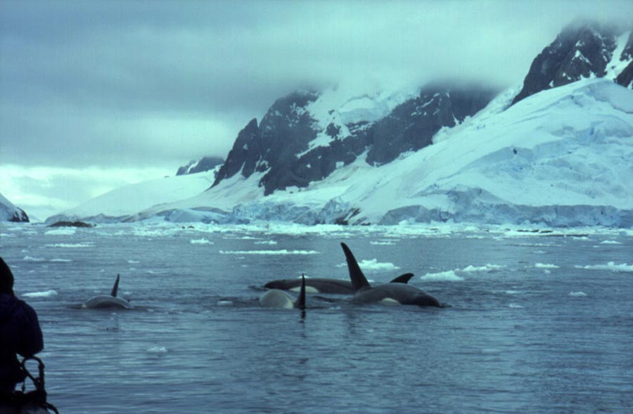 Killer whales in the Antarctic