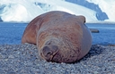Elephant seal, Selvick Cove