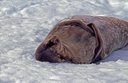 Weddell seal, Neko Harbour