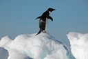 Adelie penguin on iceberg