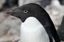 Adelie penguin