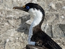 Blue-eyed shag, Paulet Island