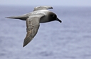 Light-Mantled sooty albatross