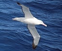 Old wandering albatros