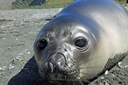 Elephant seal pup
