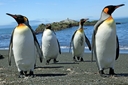 King penguins on the move