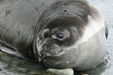 Elephant seal