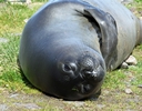 Pup at Grytviken