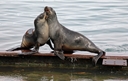 Fur seals playing