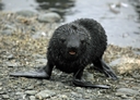 Fur seal pup
