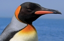 King penguin