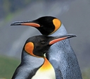 King penguins, Fortuna Bay