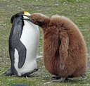 King penguin chick
