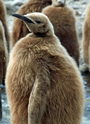Chick at Salisbury Plain