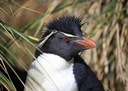 Rock hopper penguin