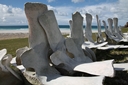 Whale bones, Saunders Island