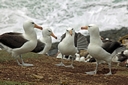 Saunders Island