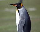 Saunders Island